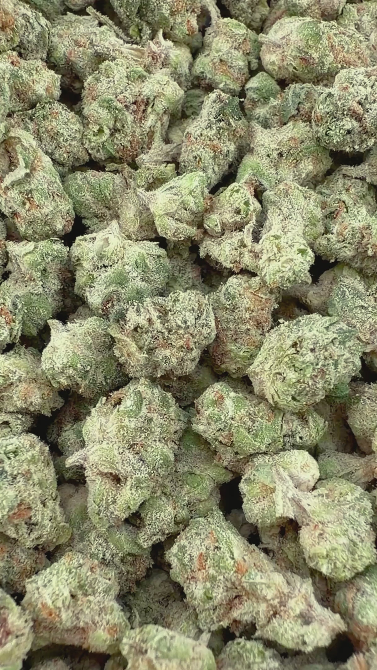 (Bogo 14g Get 14g Free)Donny Burger Micro- Indica