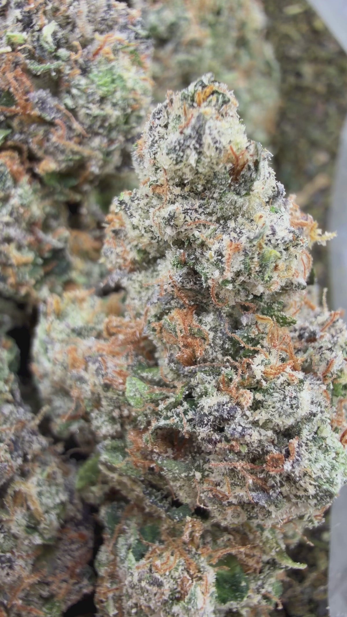 Super Boof- Hybrid