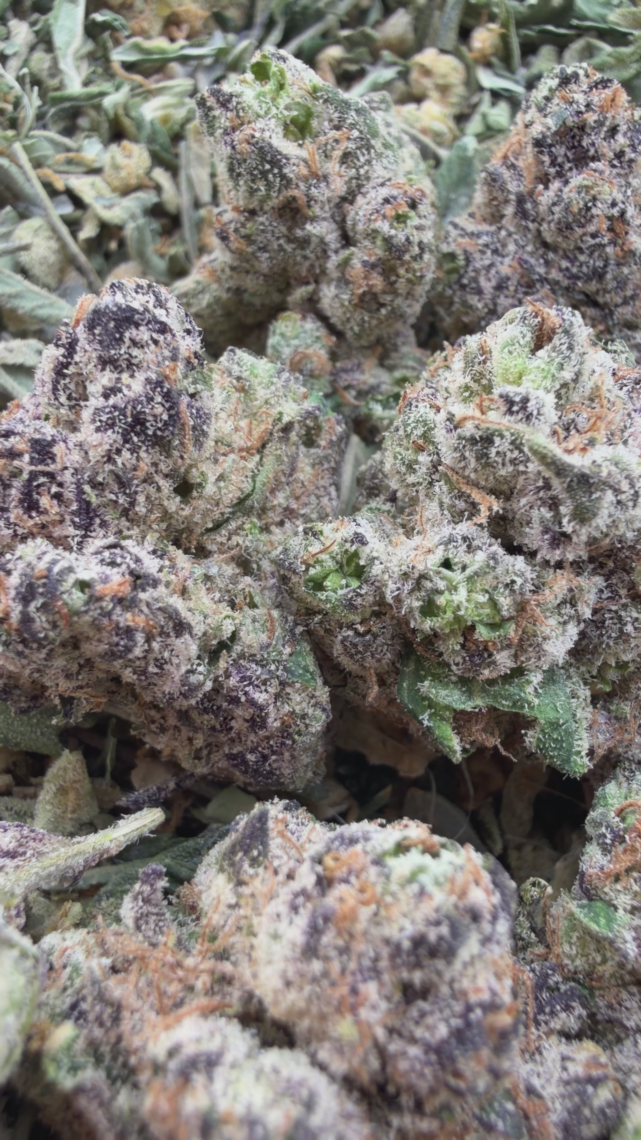 Lemon Cherry Gelato -  Indica Hybrid