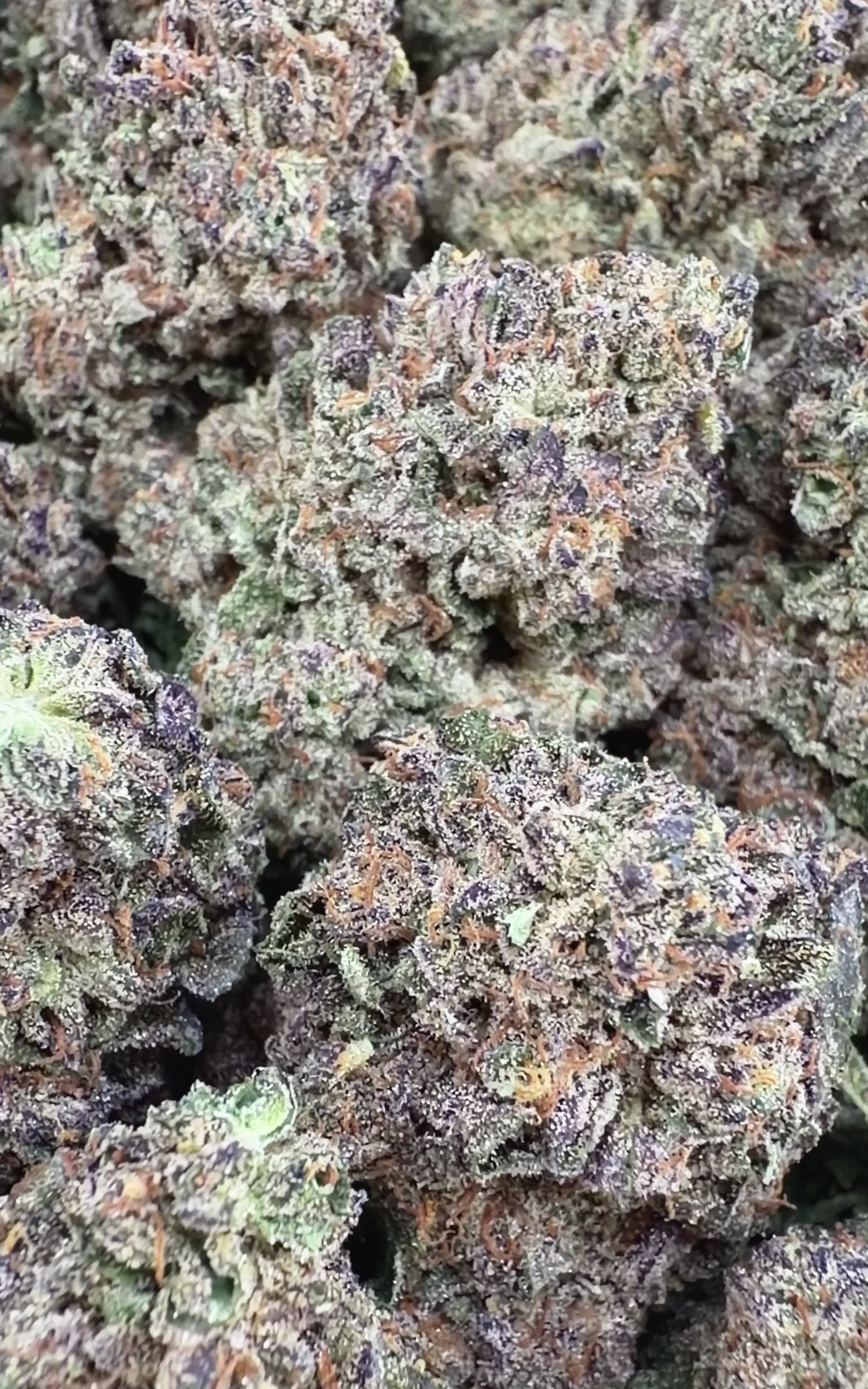 Ice Cream Sundae -  Hybrid  ( Wholesale )