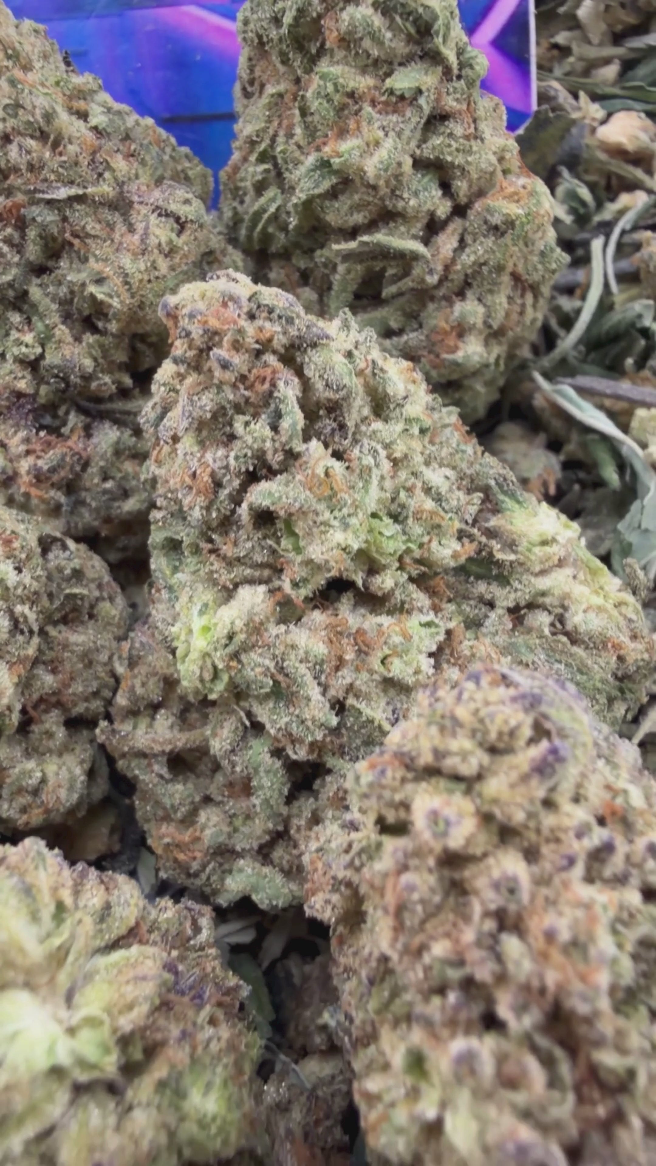 Oreo Blizzard - Hybrid