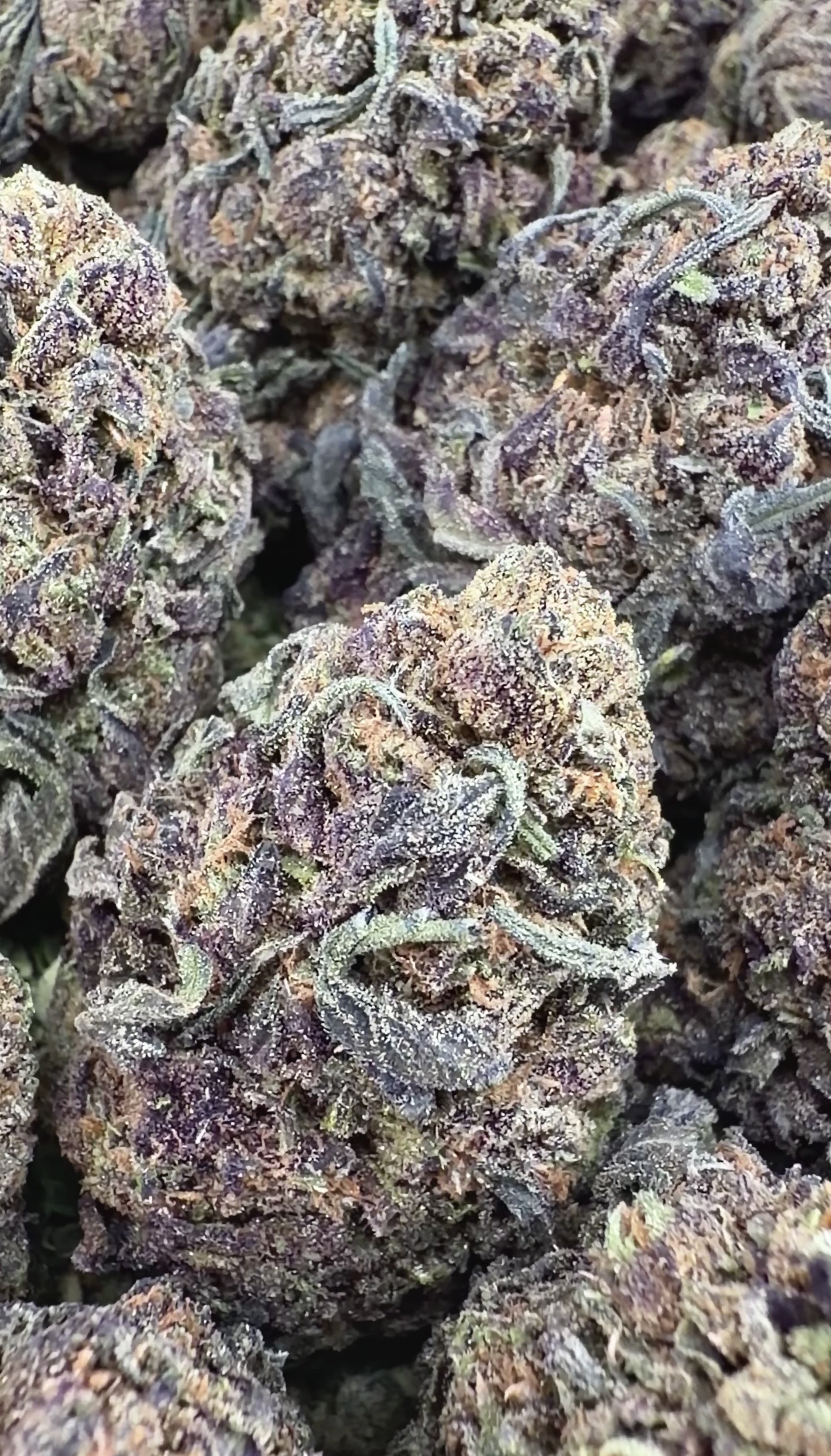 Grape God -  Indica Hybrid ( Wholesale )