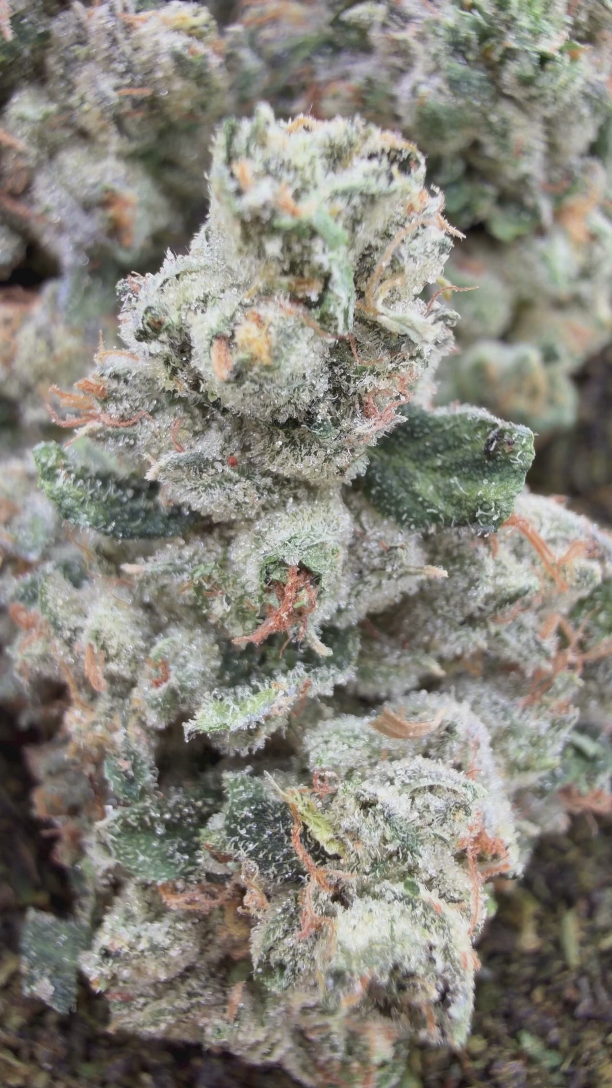 Toad Venom- Indica Hybrid